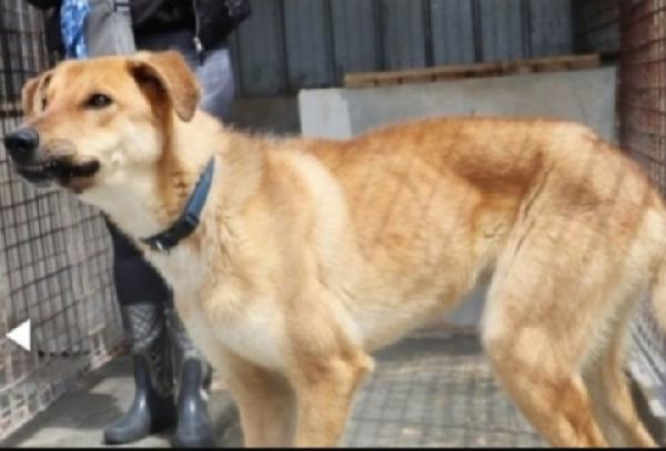 Brianza 3/4 anni disperato in canile PUGLIA Foto 3