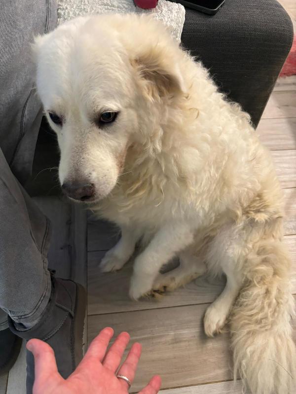 Fiammotta: giovane, bella e fiera Foto 4