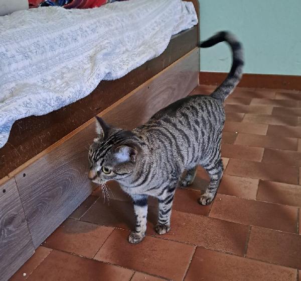 GRACE e KEVIN, teneri gattini in adozione! Foto 2