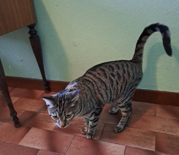 GRACE e KEVIN, teneri gattini in adozione! Foto 4