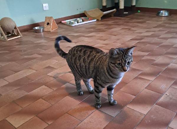 GRACE e KEVIN, teneri gattini in adozione! Foto 7