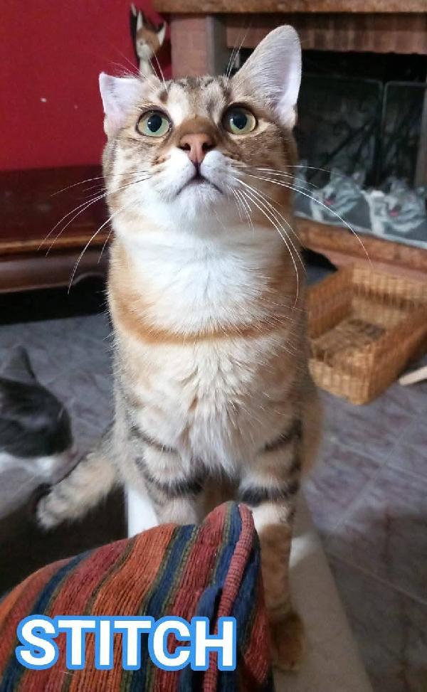 Stitch, Tenero Cucciolo In Adozione !