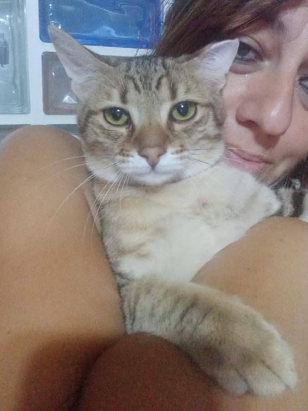 STITCH, tenero cucciolo in adozione ! Foto 3