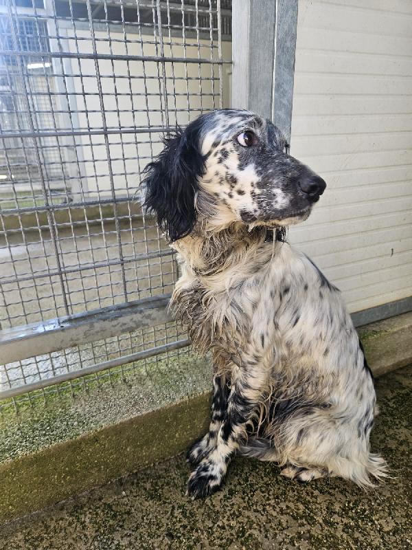 Coccinella: Dolcissima Giovane Setterina