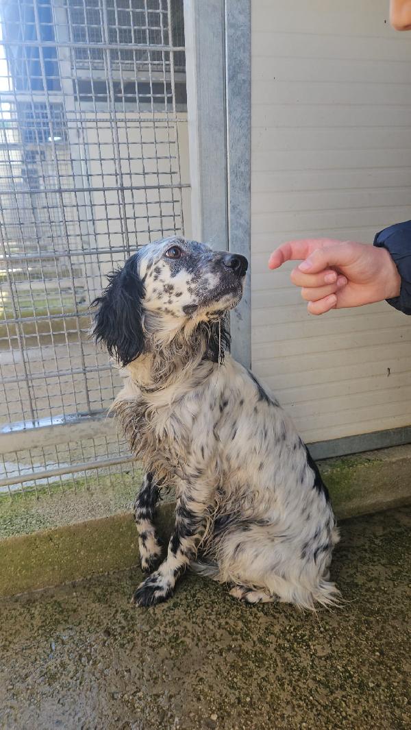 Coccinella: dolcissima giovane setterina Foto 7