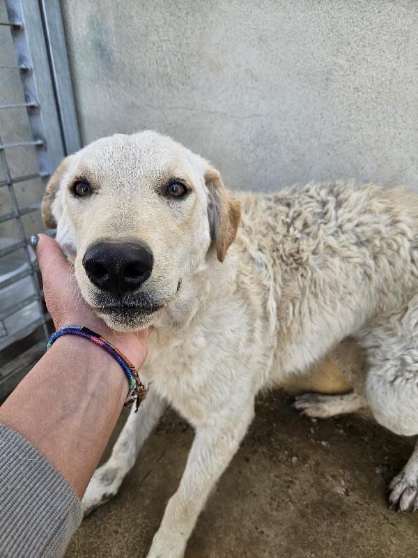 Micky: 1 anno, socievole ed equilibrata Foto 8