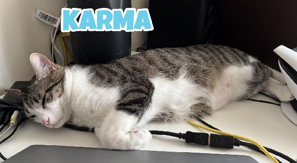 Karma e Miele due micini meravigliosi  Foto 2