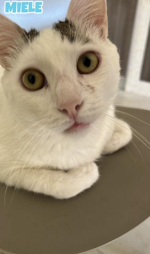 Karma e Miele due micini meravigliosi  Foto 3