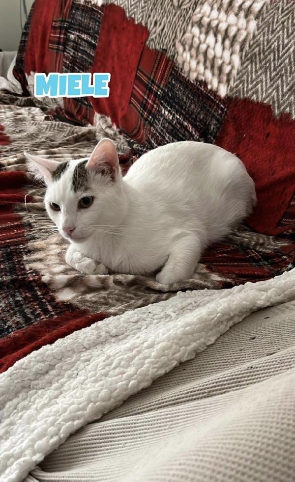 Karma e Miele due micini meravigliosi  Foto 4