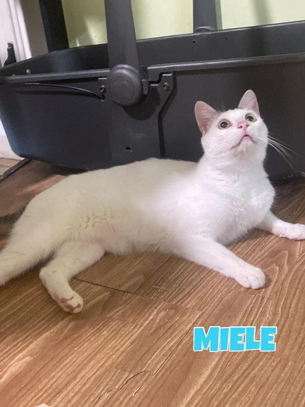 Karma e Miele due micini meravigliosi  Foto 5