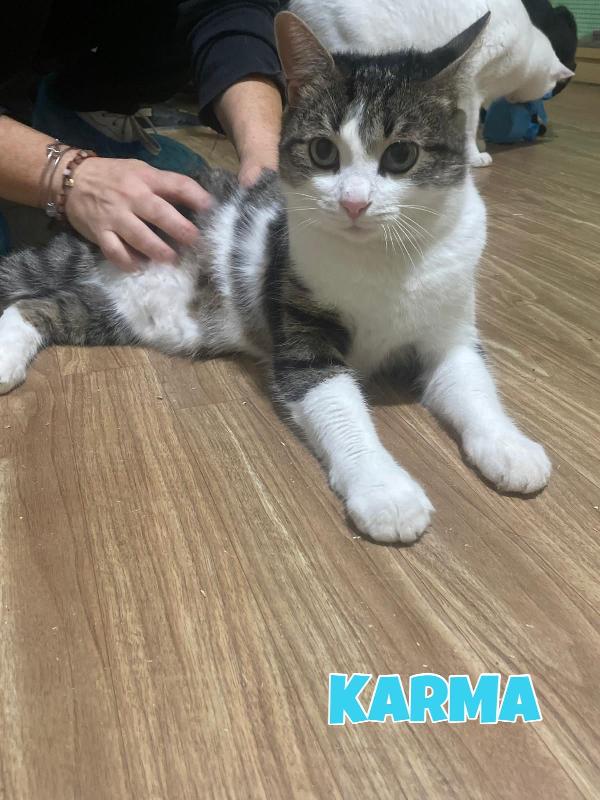 Karma e Miele due micini meravigliosi  Foto 6