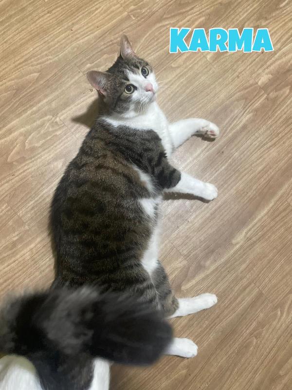 Karma e Miele due micini meravigliosi  Foto 7