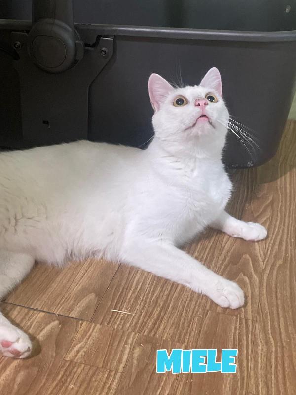 Karma e Miele due micini meravigliosi  Foto 8