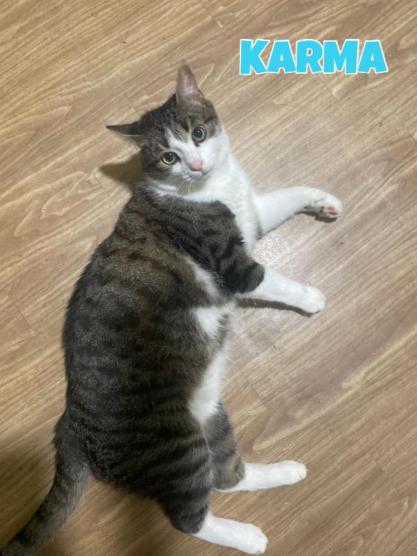 Karma e Miele due micini meravigliosi  Foto 9