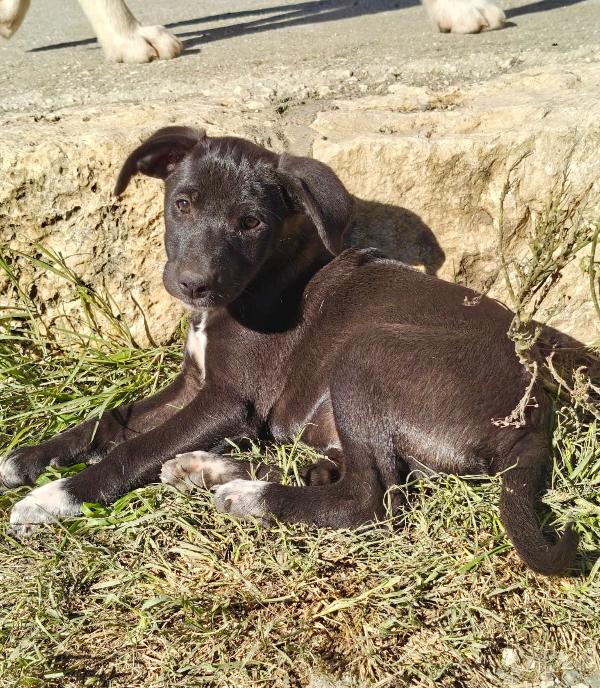 Cucciola in attesa Foto 2