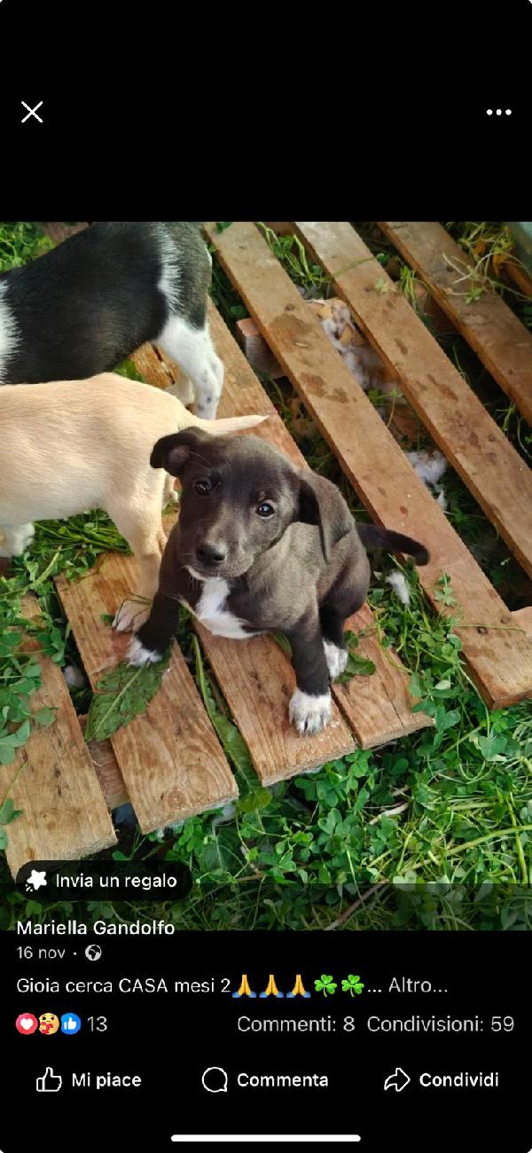 Cucciola in attesa Foto 3