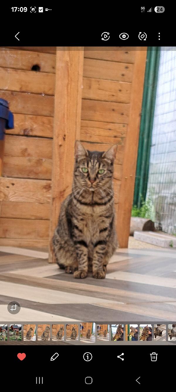 MAMY: MICIA DI 3 ANNI CERCA FAMIGLIA Foto 3