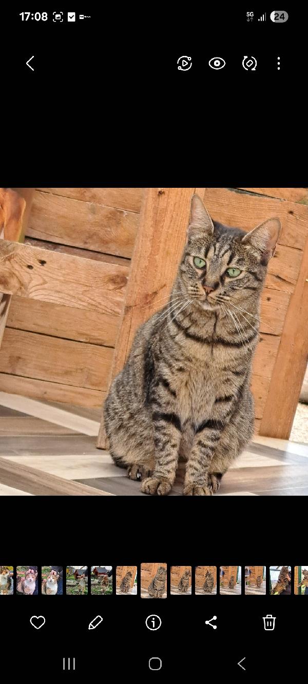 MAMY: MICIA DI 3 ANNI CERCA FAMIGLIA Foto 4