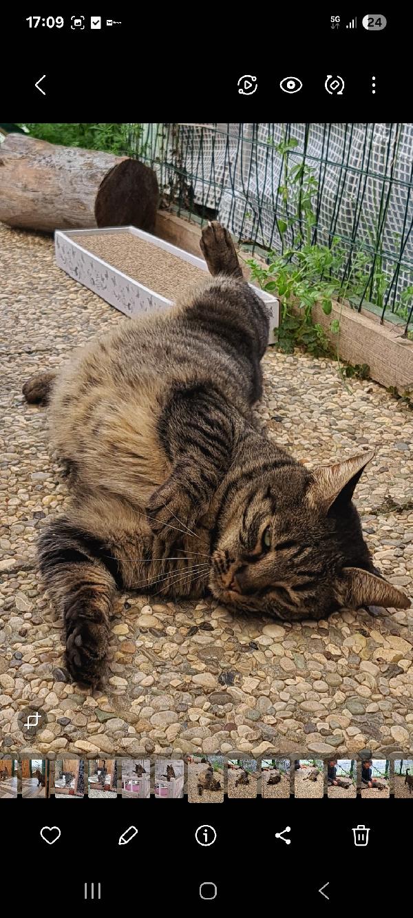 MAMY: MICIA DI 3 ANNI CERCA FAMIGLIA Foto 5