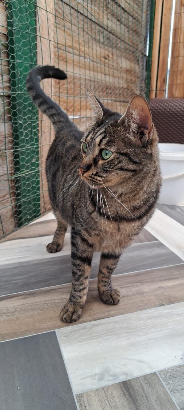 MAMY: MICIA DI 3 ANNI CERCA FAMIGLIA Foto 6