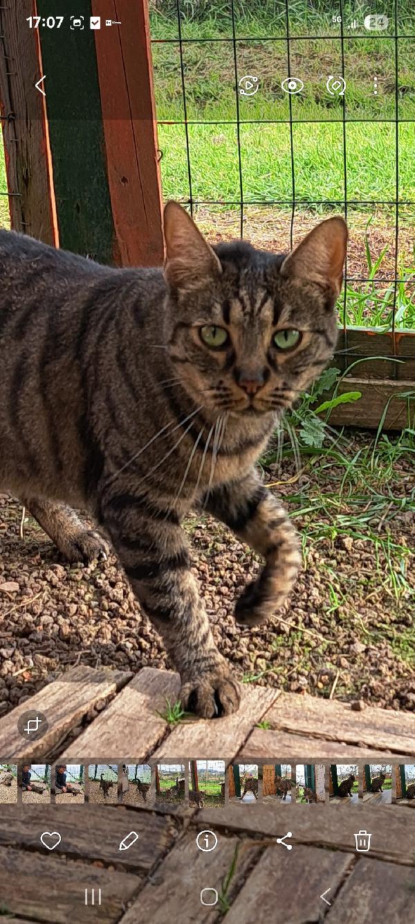 MAMY: MICIA DI 3 ANNI CERCA FAMIGLIA Foto 7