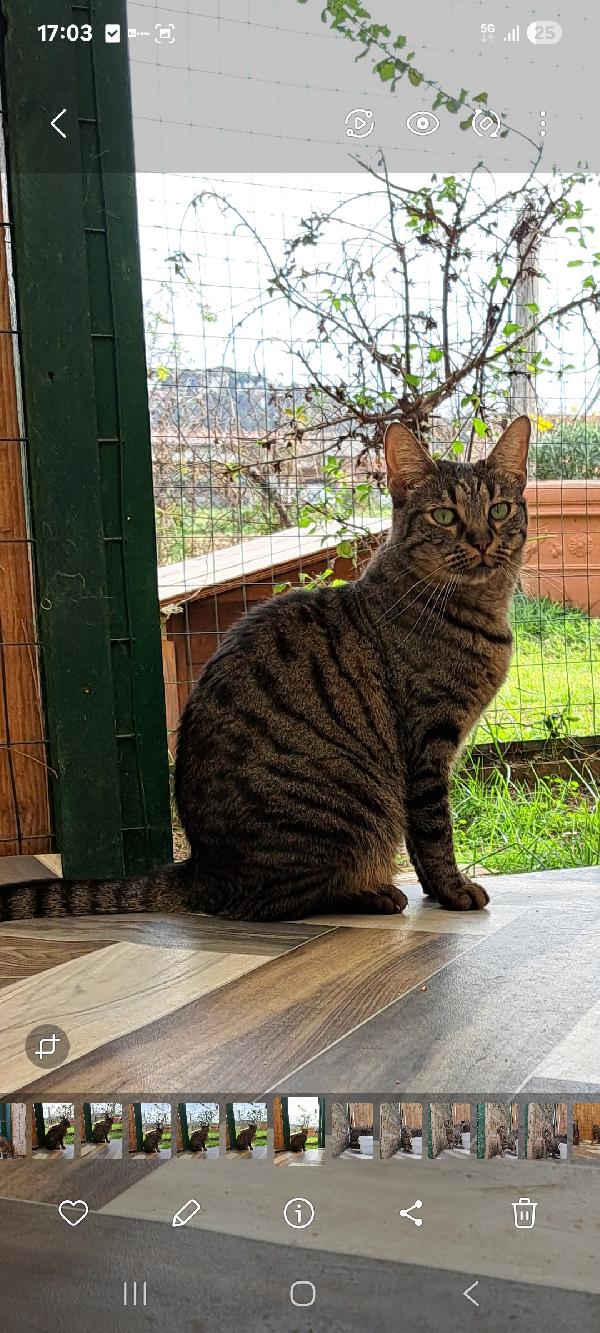 MAMY: MICIA DI 3 ANNI CERCA FAMIGLIA Foto 8