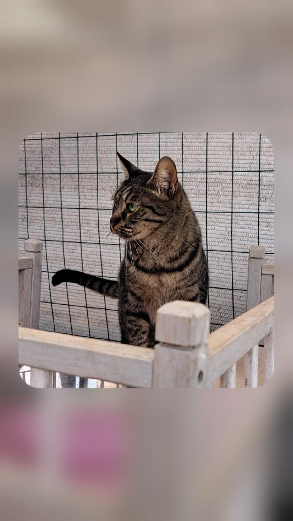 MAMY: MICIA DI 3 ANNI CERCA FAMIGLIA Foto 9