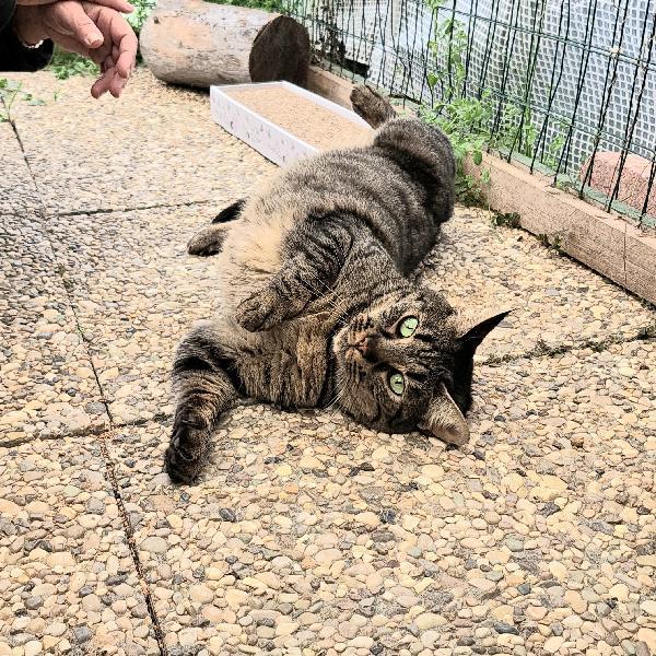 MAMY: MICIA DI 3 ANNI CERCA FAMIGLIA Foto 11