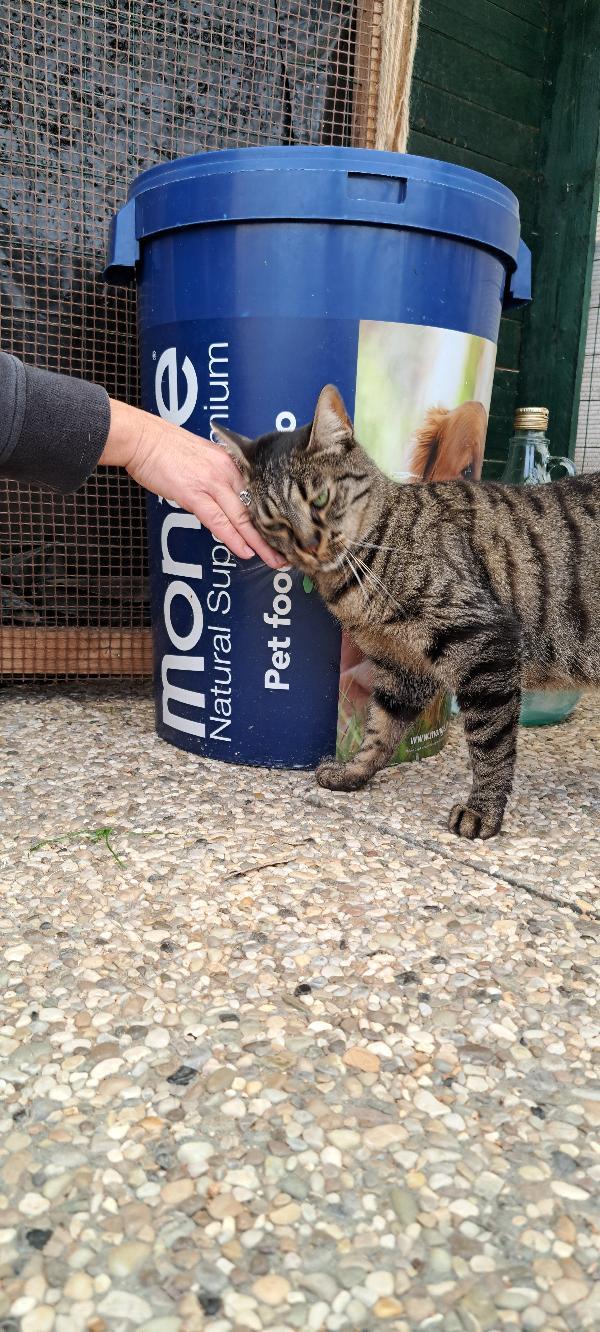 MAMY: MICIA DI 3 ANNI CERCA FAMIGLIA Foto 10