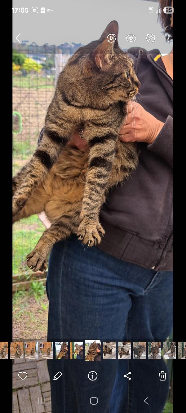 MAMY: MICIA DI 3 ANNI CERCA FAMIGLIA Foto 12