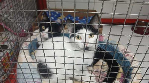 MAJA E MAGO CERCANO CON URGENZA CASA INSIEME Foto 4