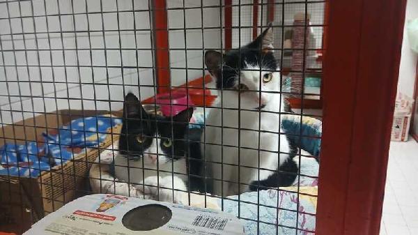 MAJA E MAGO CERCANO CON URGENZA CASA INSIEME Foto 8