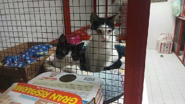 MAJA E MAGO CERCANO CON URGENZA CASA INSIEME Foto 9