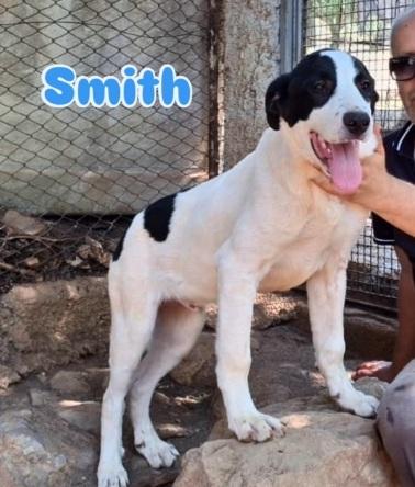 Quasi 8mesi mix molossini NESSUNO LI NOTA! SUD Foto 2