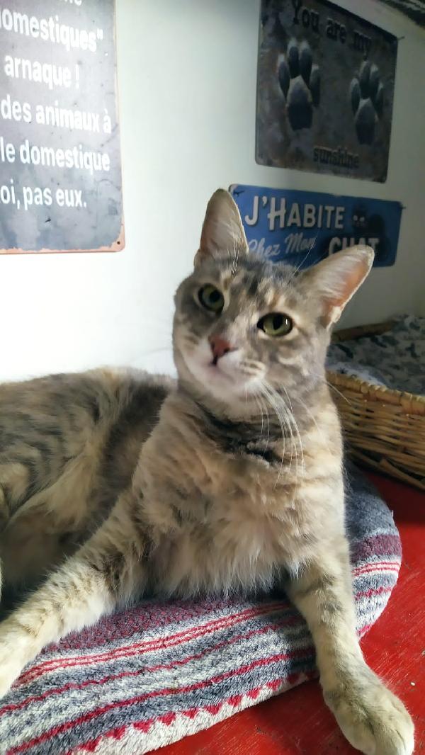 Celine: Micia Di 1 Anno E Mezzo Cerca Famiglia