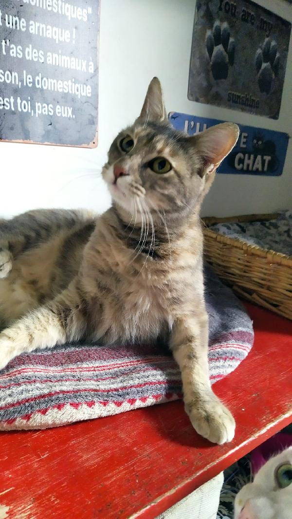 CELINE: MICIA DI 1 ANNO E MEZZO CERCA FAMIGLIA Foto 2