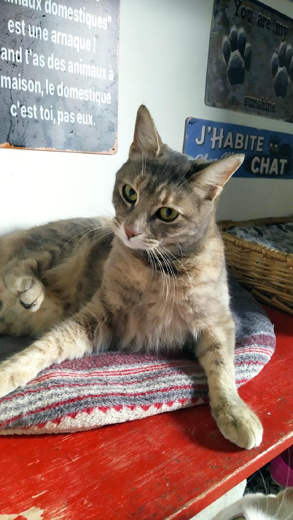 CELINE: MICIA DI 1 ANNO E MEZZO CERCA FAMIGLIA Foto 3