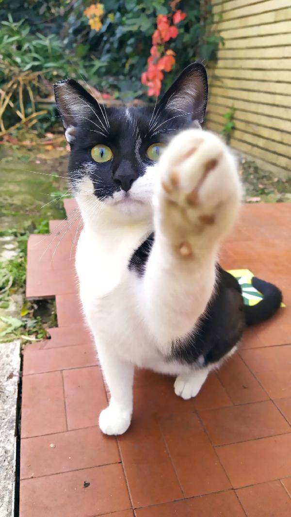 Martina; Gattina Di 6 Mesi Cerca Famiglia