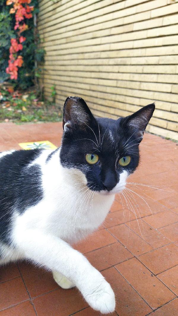 MARTINA; GATTINA DI 6 MESI CERCA FAMIGLIA Foto 4