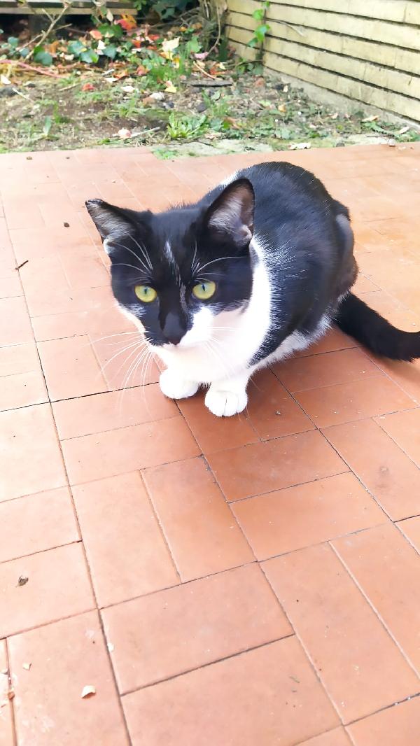 MARTINA; GATTINA DI 6 MESI CERCA FAMIGLIA Foto 5