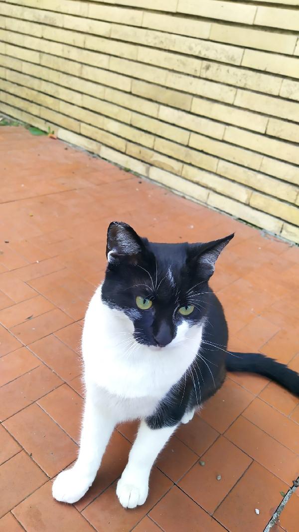 MARTINA; GATTINA DI 6 MESI CERCA FAMIGLIA Foto 6