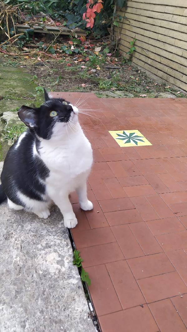 MARTINA; GATTINA DI 6 MESI CERCA FAMIGLIA Foto 7