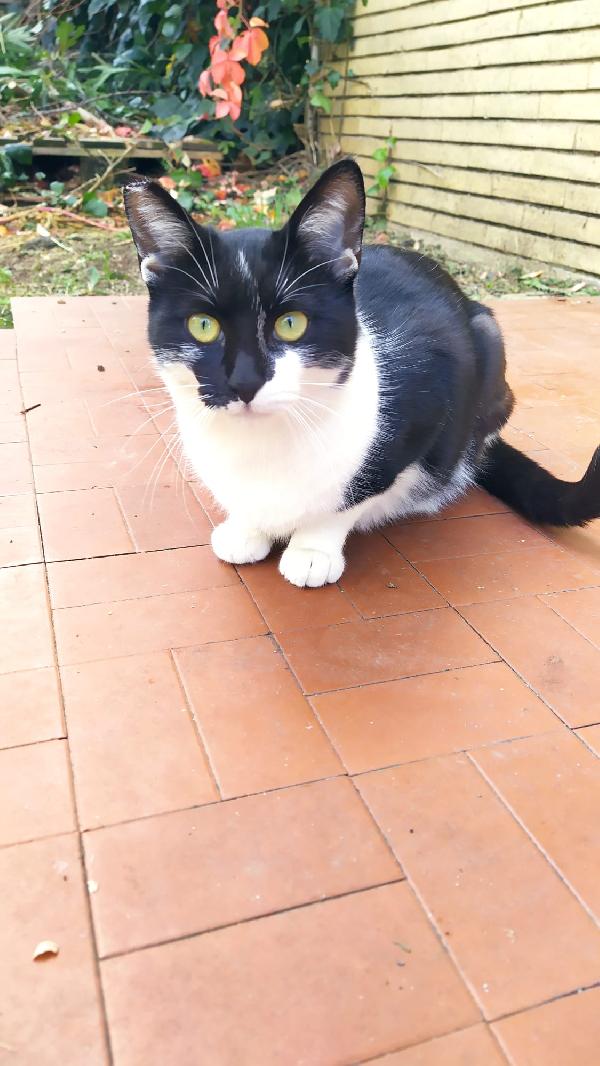 MARTINA; GATTINA DI 6 MESI CERCA FAMIGLIA Foto 9