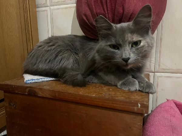 CLEOPATRA: SIMILCERTOSINA DI 2 ANNI CERCA FAMIGLIAI  Foto 2