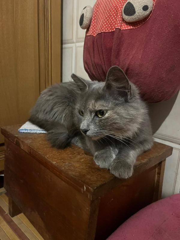 CLEOPATRA: SIMILCERTOSINA DI 2 ANNI CERCA FAMIGLIAI  Foto 3