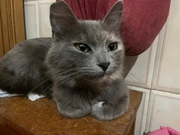 CLEOPATRA: SIMILCERTOSINA DI 2 ANNI CERCA FAMIGLIAI  Foto 4