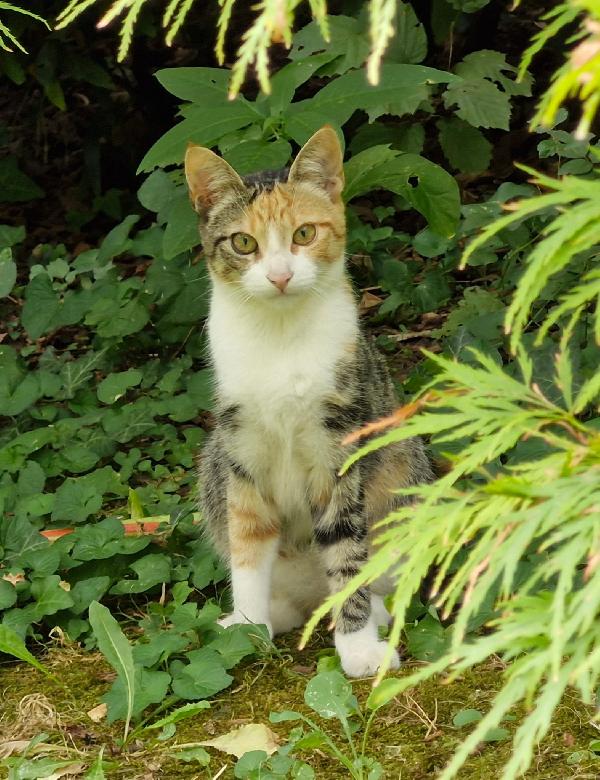 2Micie Tricolori 7 E 5Mesi E Bianca/ Nera Voghera 