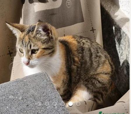 2micie tricolori 7 e 5mesi e bianca/ nera VOGHERA  Foto 4