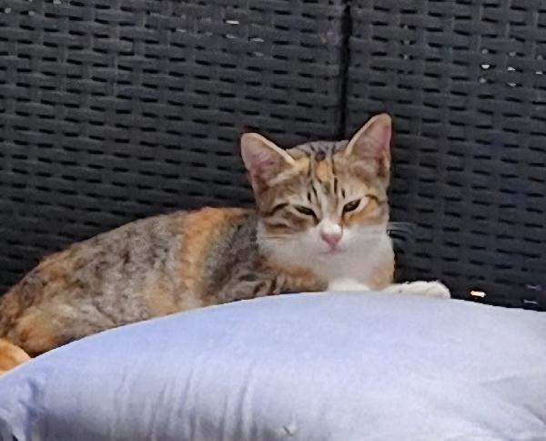 2micie tricolori 7 e 5mesi e bianca/ nera VOGHERA  Foto 5