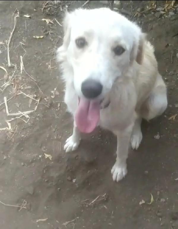 Gina mix Labrador 2anni splendida tg media SUD Foto 3